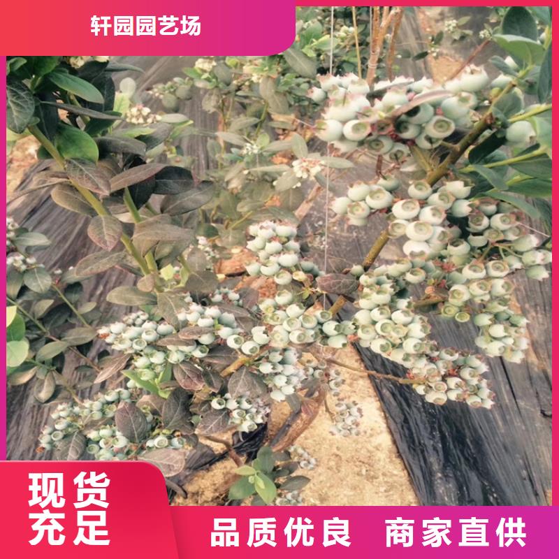 蓝莓苗桃树苗品质保障售后无忧