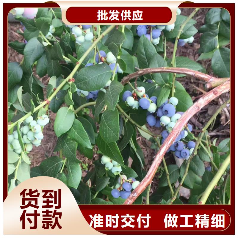 蓝莓苗杏树苗价格透明