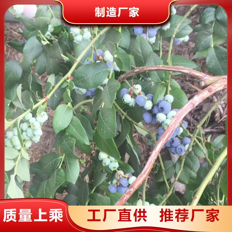 蓝莓苗-嘎啦苹果欢迎新老客户垂询