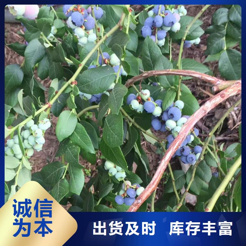 蓝莓苗樱桃苗原厂制造