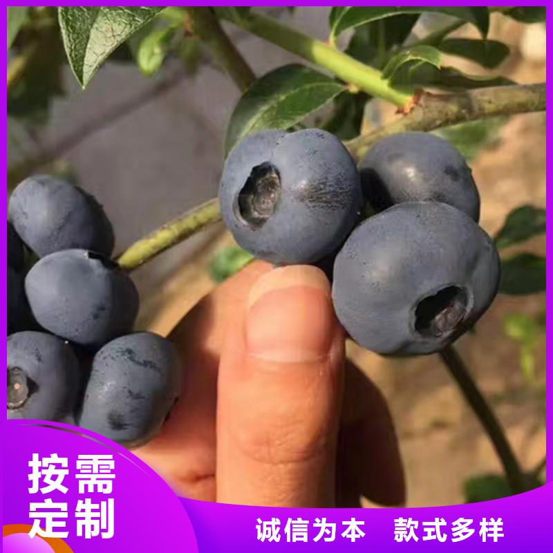 蓝莓苗【蓝莓苗】工期短发货快