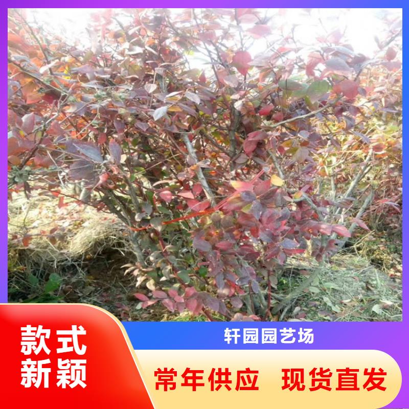 蓝莓苗【蓝莓苗】价格有优势