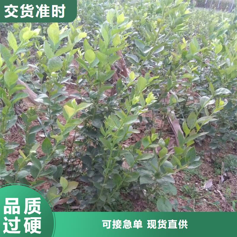 【蓝莓苗梨树苗来图加工定制】