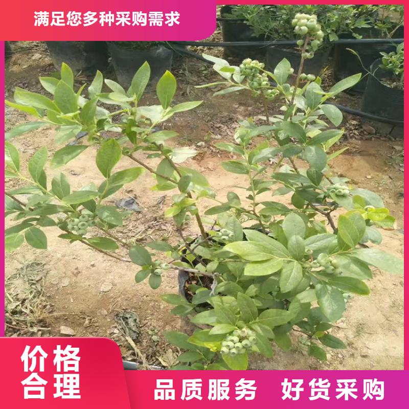 蓝莓苗【红颜草莓】现货满足大量采购