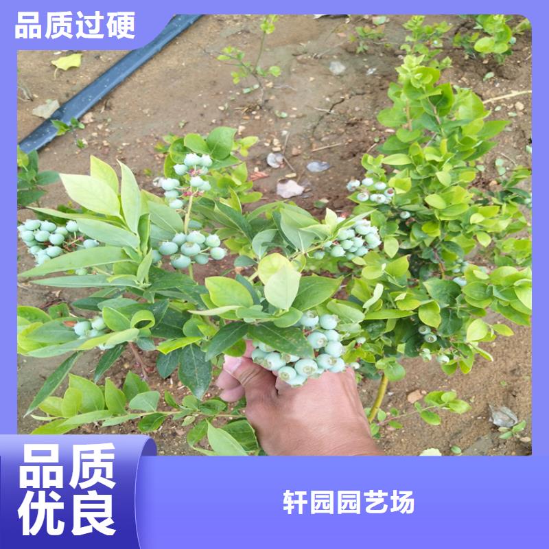 蓝莓苗【石榴树】实力商家推荐