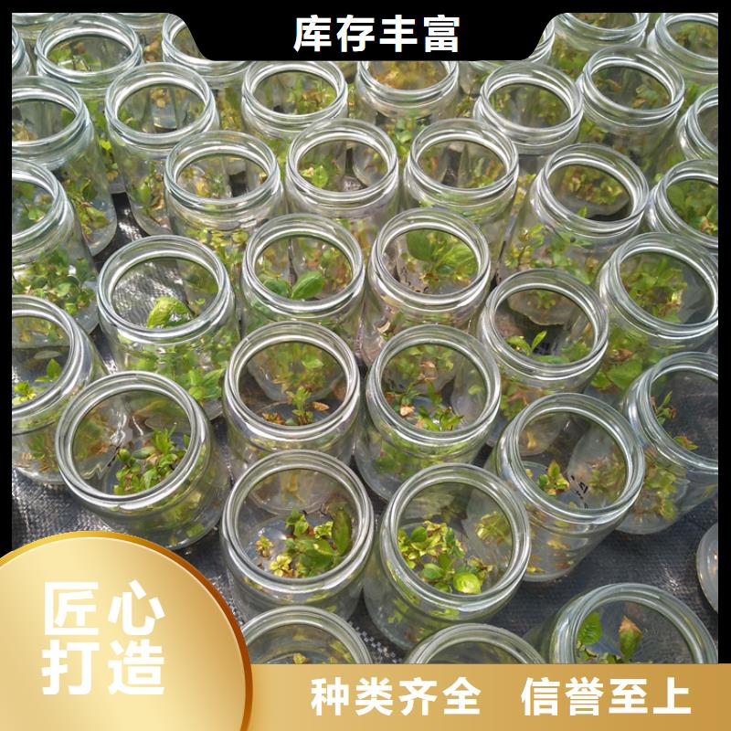 蓝莓苗-嘎啦苹果欢迎新老客户垂询