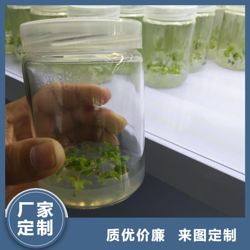 蓝莓苗【蓝莓苗】工期短发货快