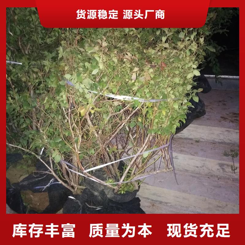 蓝莓苗_石榴树高标准高品质