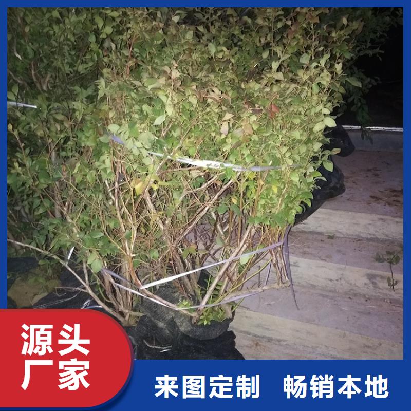 蓝莓苗樱桃苗支持大小批量采购