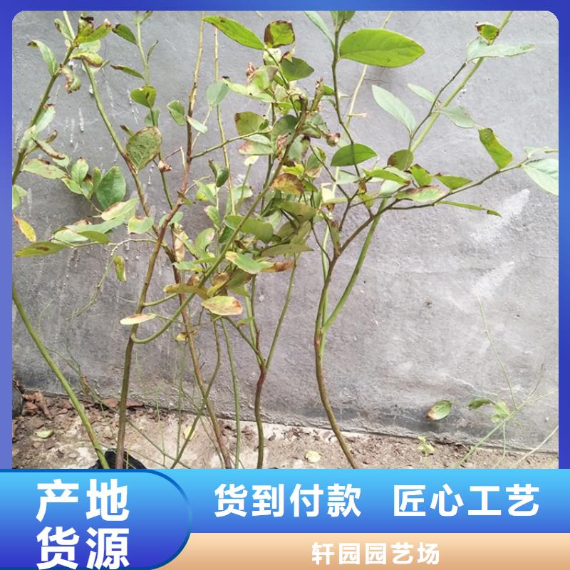 蓝莓苗【石榴树】实力商家推荐