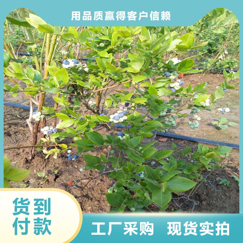 蓝莓苗【蓝莓苗】工期短发货快