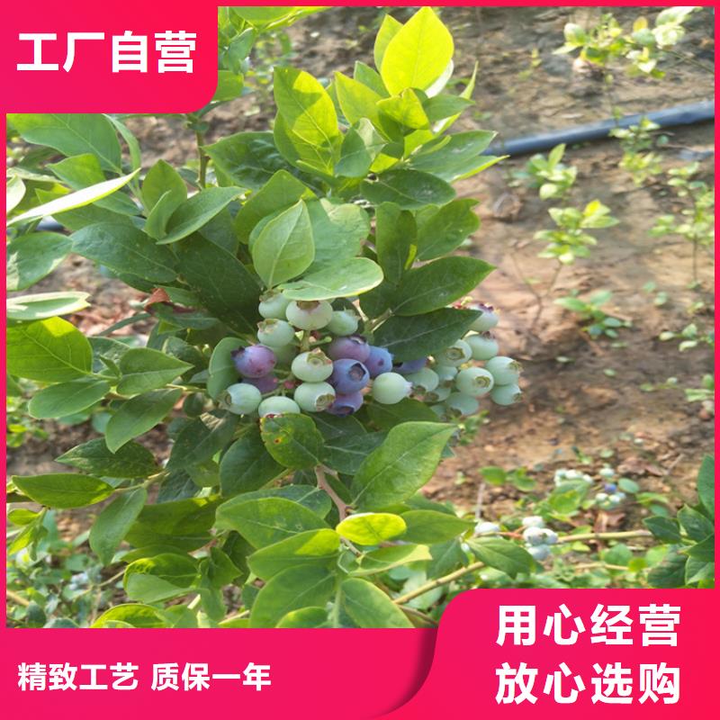 蓝莓苗【石榴树】实力商家推荐