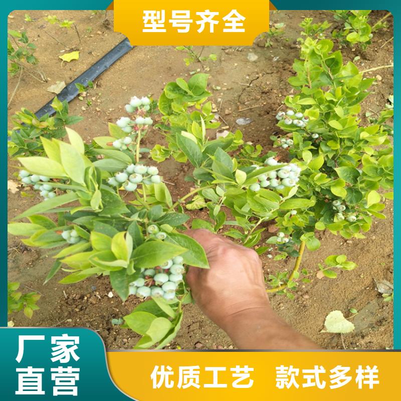 蓝莓苗苹果苗厂家直销售后完善