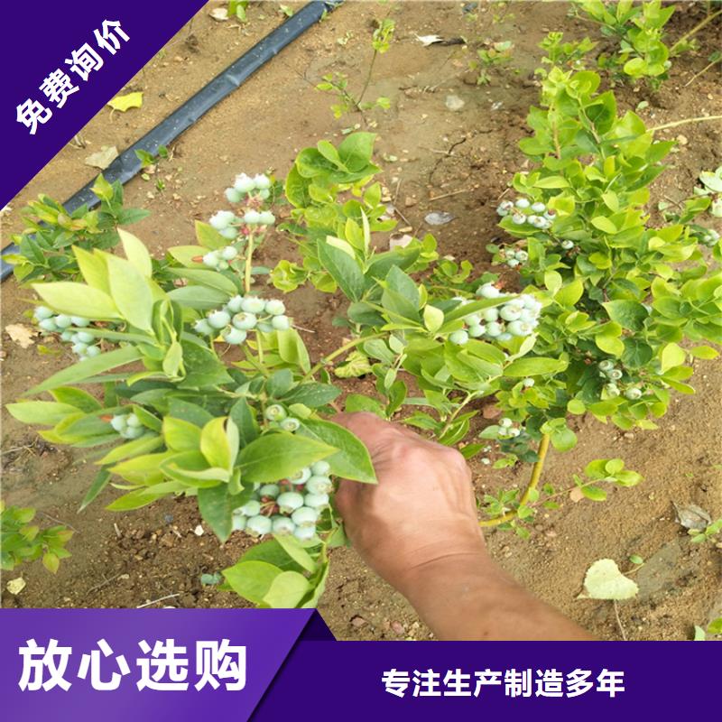 【蓝莓苗石榴树产地工厂】