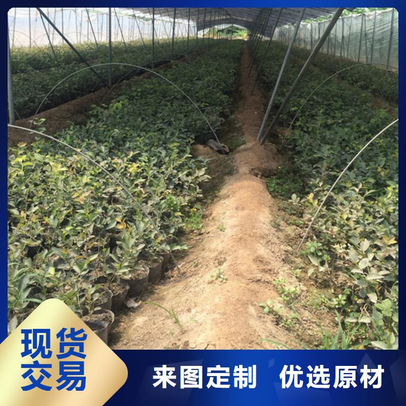 【蓝莓苗梨树苗来图加工定制】