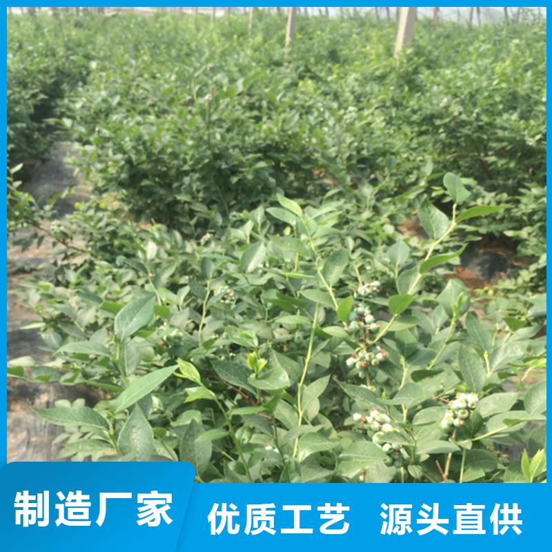 蓝莓苗【蓝莓苗】工期短发货快