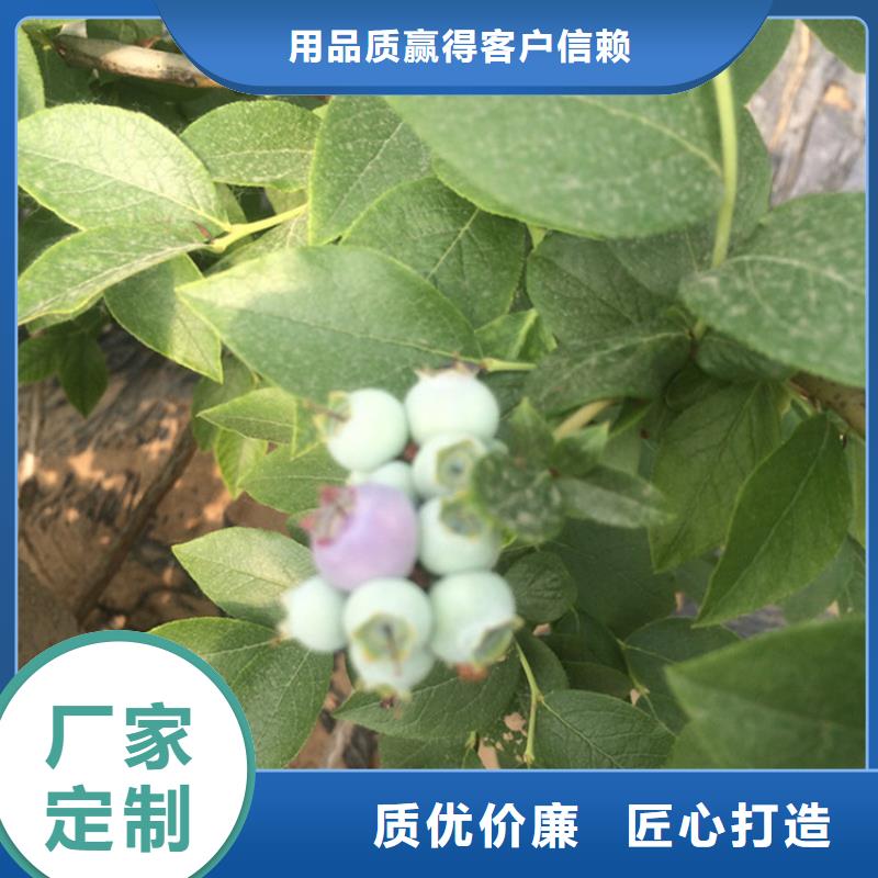 蓝莓苗樱桃苗支持大小批量采购