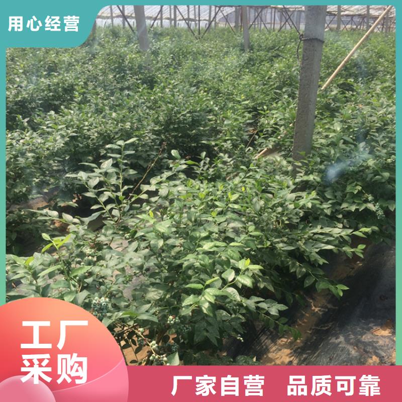 【蓝莓苗樱桃苗出厂价】