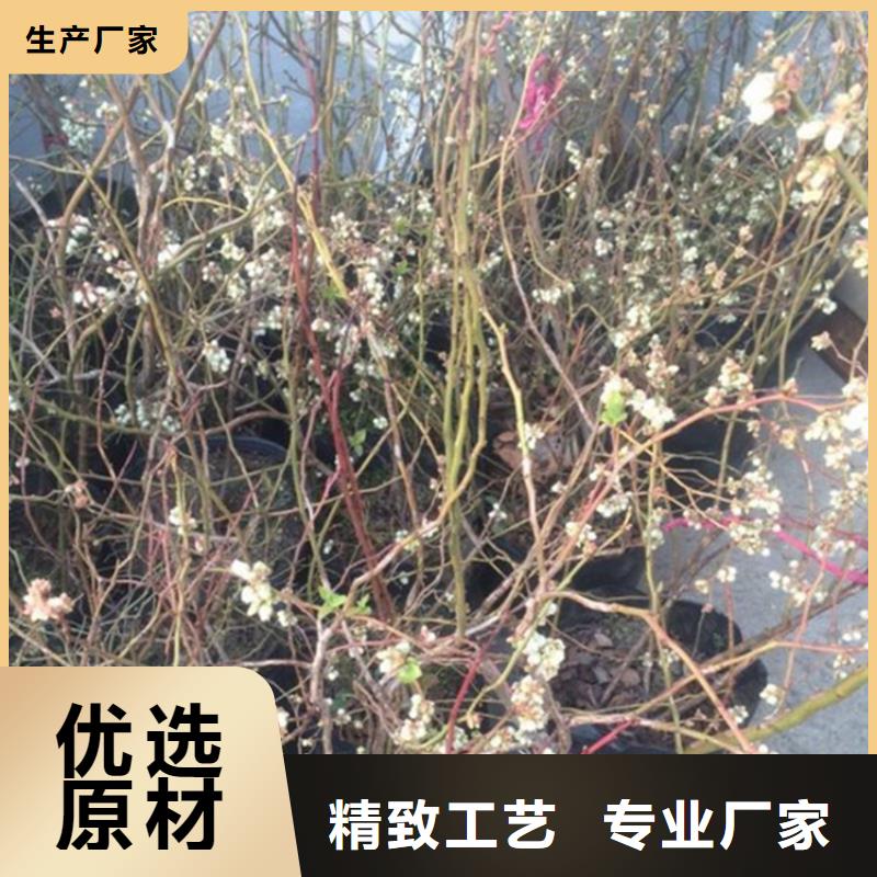 蓝莓苗放心得选择