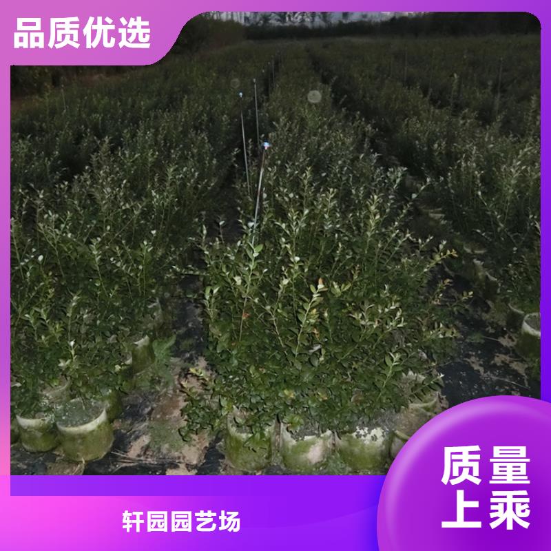 【蓝莓苗】无花果苗满足您多种采购需求