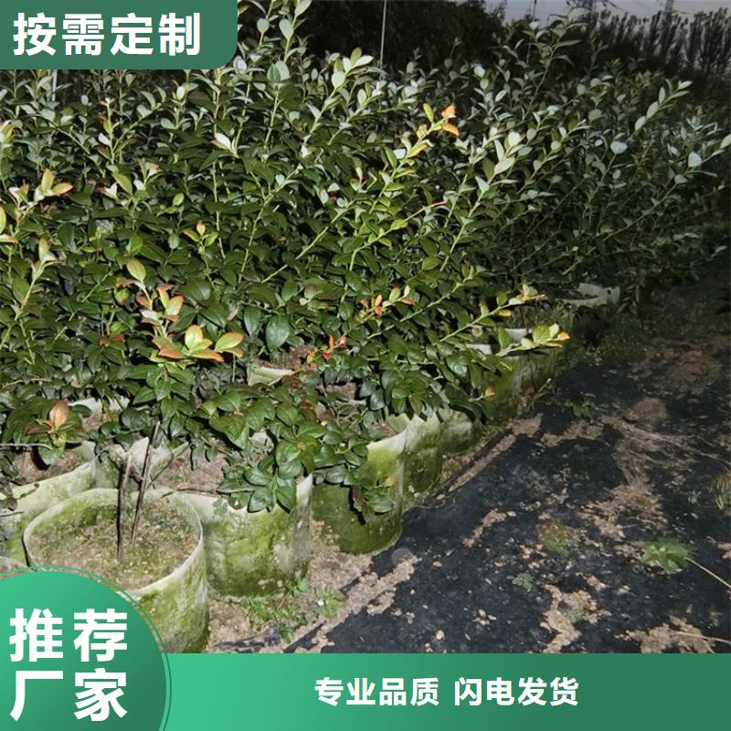 蓝莓苗石榴树实力商家供货稳定