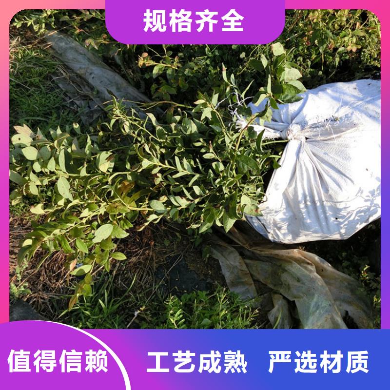 蓝莓苗【蓝莓苗】工期短发货快