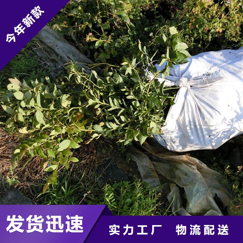 蓝莓苗【红颜草莓】现货满足大量采购