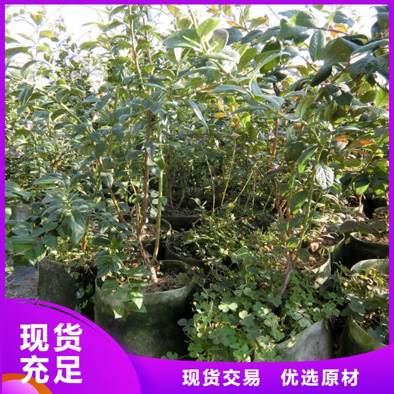 【蓝莓苗-李树苗加工定制】