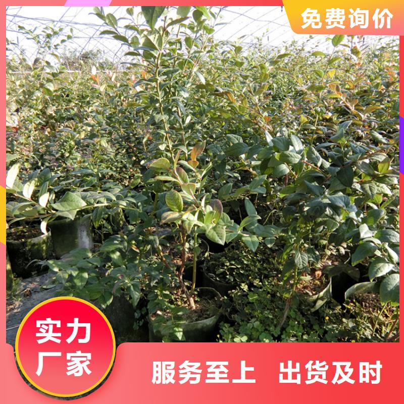 蓝莓苗【蓝莓苗】工期短发货快