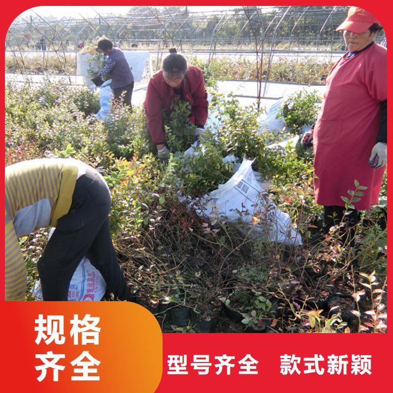 蓝莓苗【蓝莓苗】工期短发货快