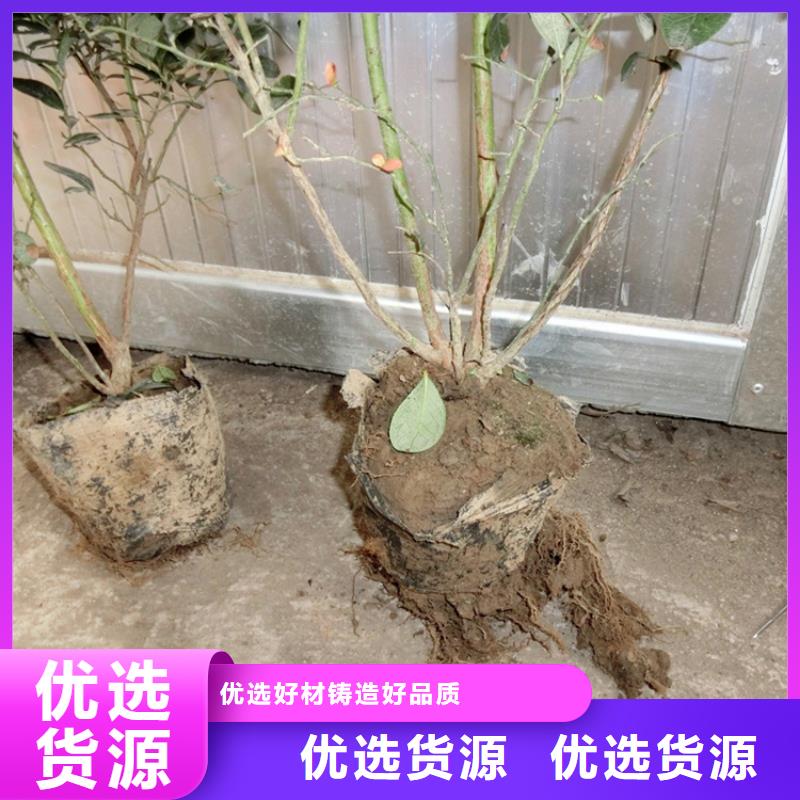 【蓝莓苗苹果苗货源报价】