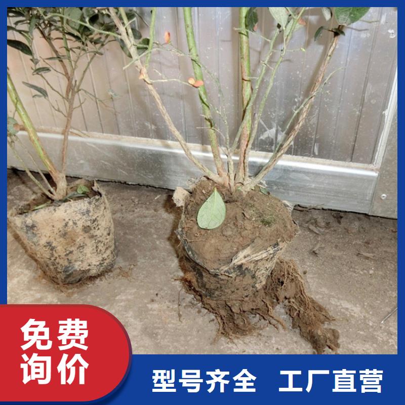 【蓝莓苗樱桃苗追求品质】