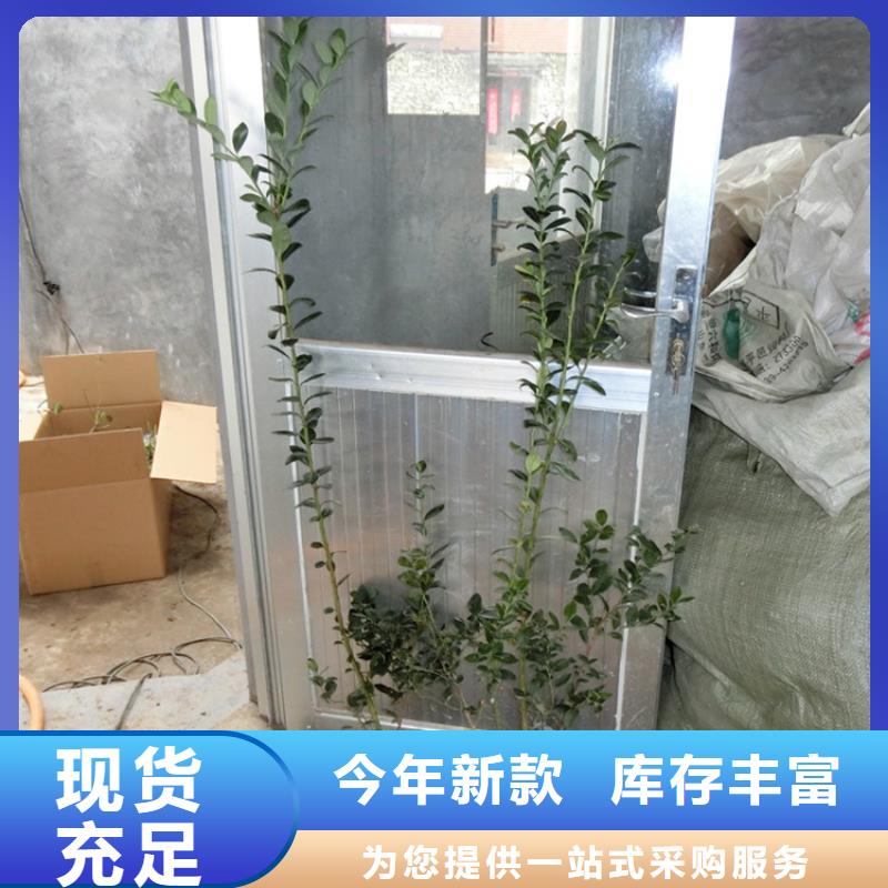 蓝莓苗樱桃苗追求细节品质