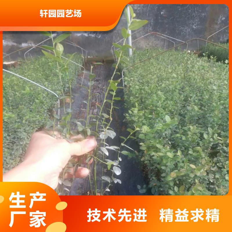 蓝莓苗【蓝莓苗】工期短发货快