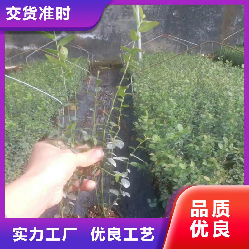 蓝莓苗石榴树核心技术