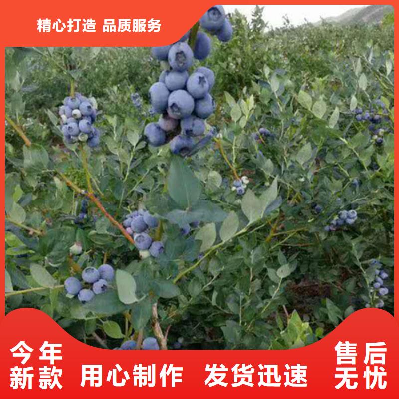 蓝莓苗苹果苗常年供应