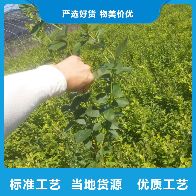 蓝莓苗,苹果苗选择我们没错