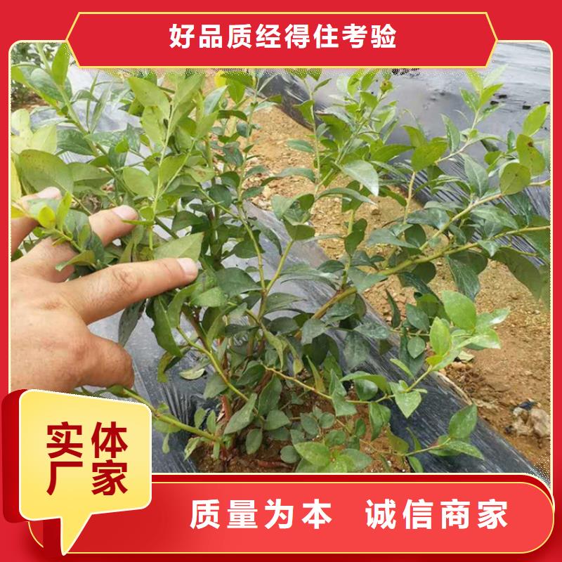 【蓝莓苗-李树苗加工定制】