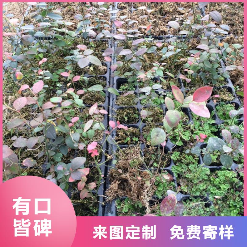 蓝莓苗梨树苗价格有优势