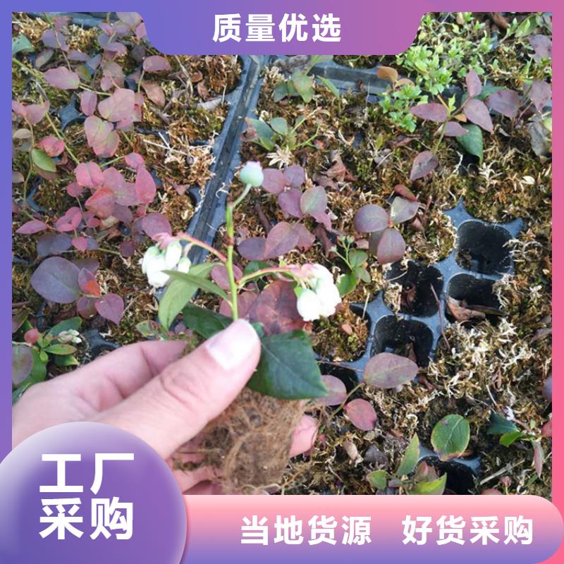 【蓝莓苗梨树苗来图加工定制】