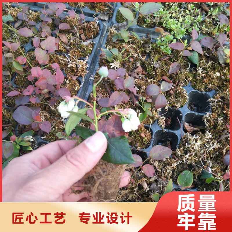 【蓝莓苗樱桃苗追求品质】