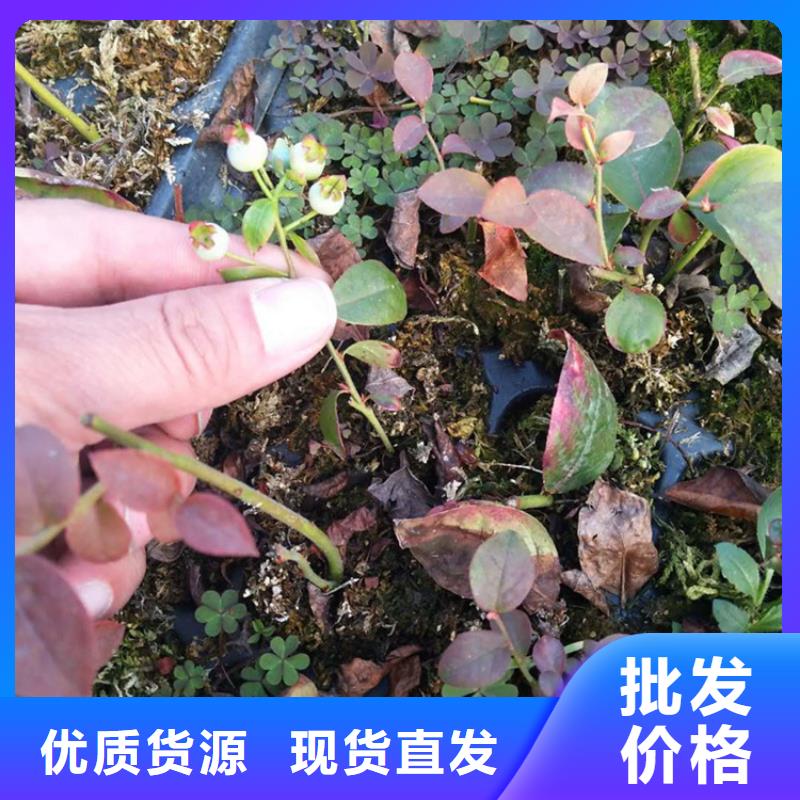 【蓝莓苗苹果苗价格有优势】