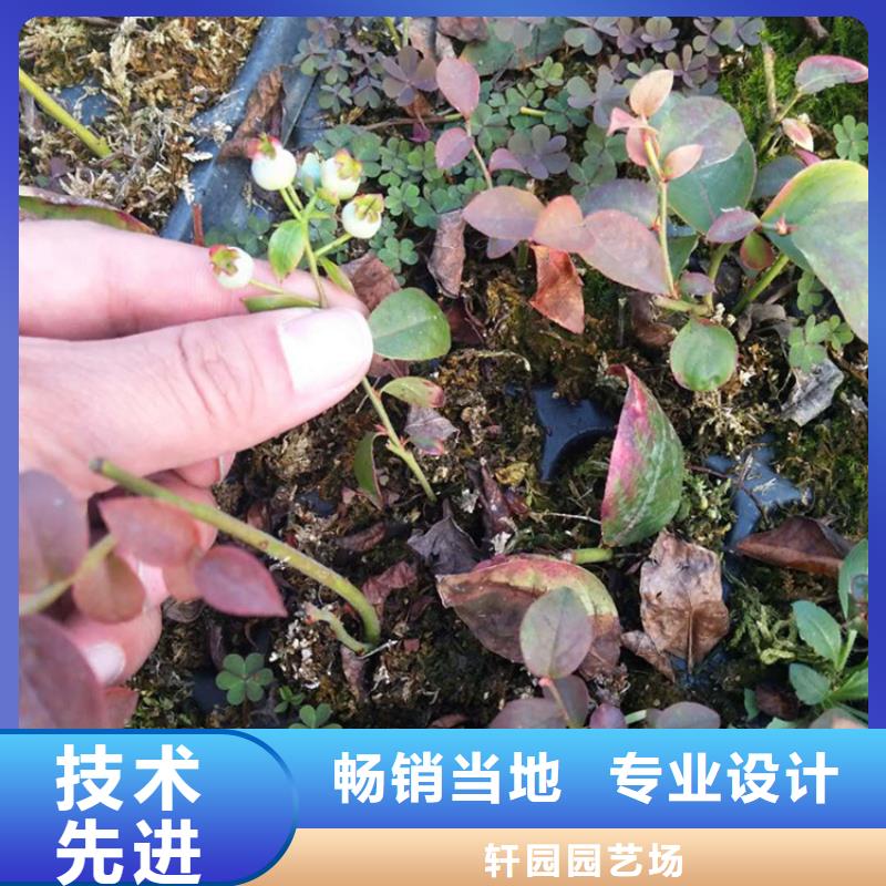 蓝莓苗草莓苗生产厂家