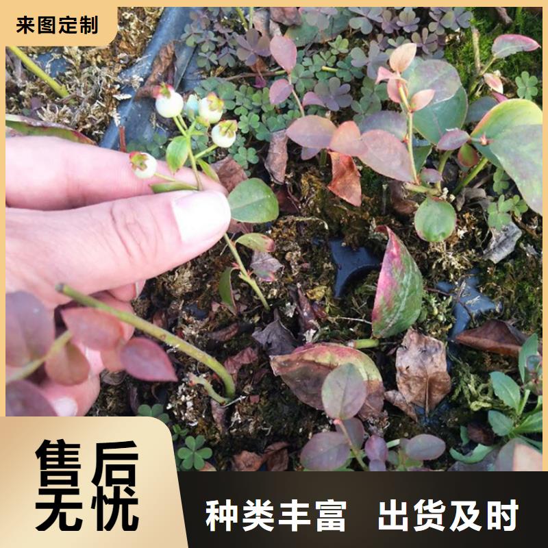 蓝莓苗苹果苗厂家直销售后完善