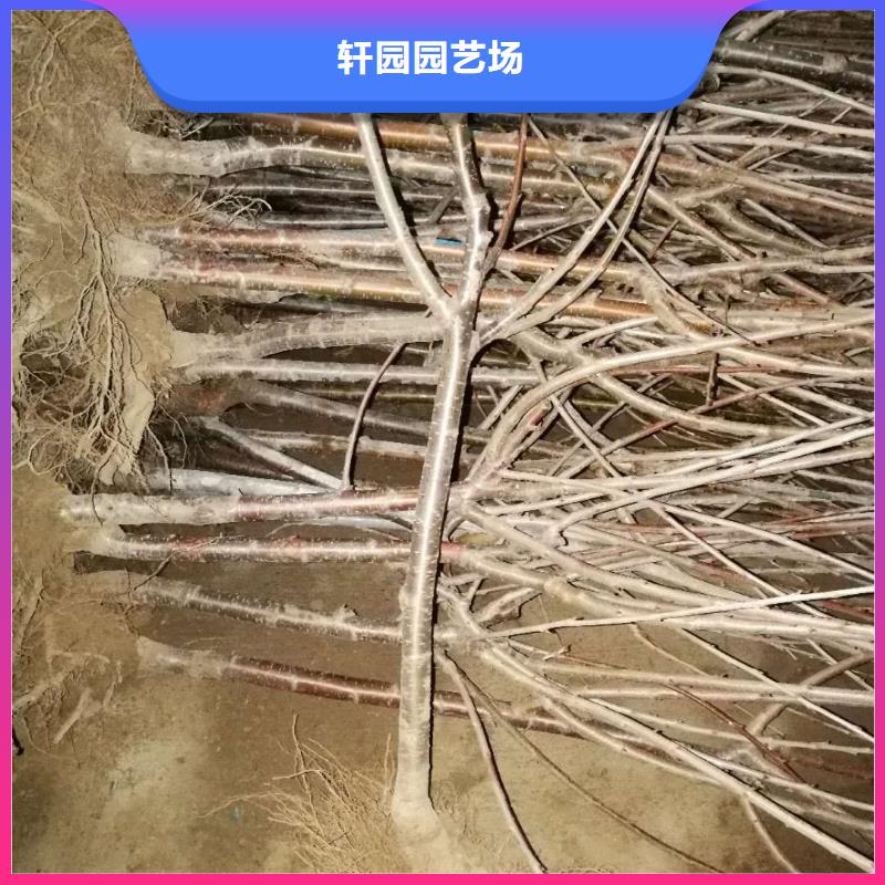 樱桃石榴树厂家大量现货