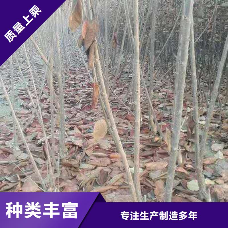 樱桃杏树苗厂家经验丰富