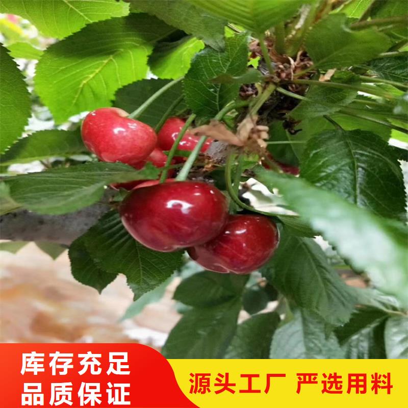 樱桃,【樱桃苗】诚信为本