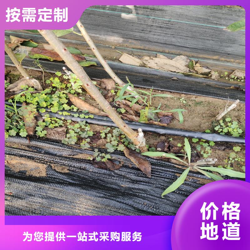 樱桃苹果苗工艺精细质保长久