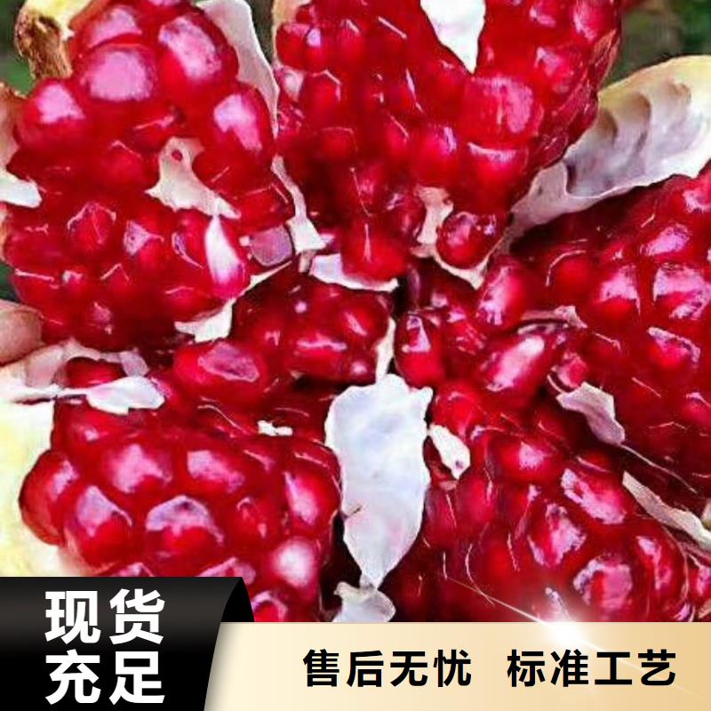 石榴蓝莓苗大品牌值得信赖