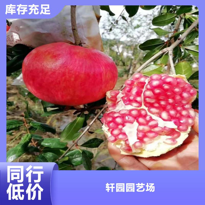 石榴【苹果苗】按需设计